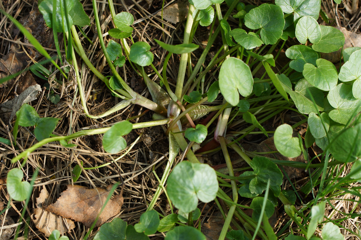 Image of Ficaria verna specimen.