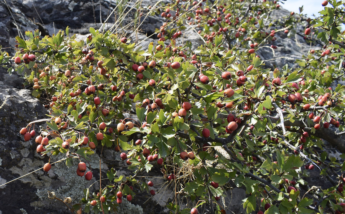 Image of Crataegus monogyna specimen.