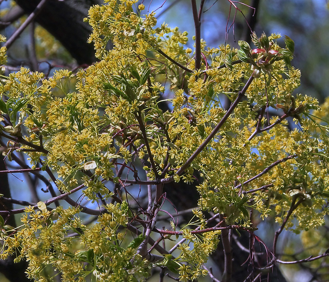 Изображение особи Acer platanoides.