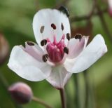 Butomus umbellatus. Цветок. Белгородская обл., Борисовский р-н, участок \"Лес на Ворскле\" заповедника \"Белогорье\", пойменное болото. 28.06.2010.