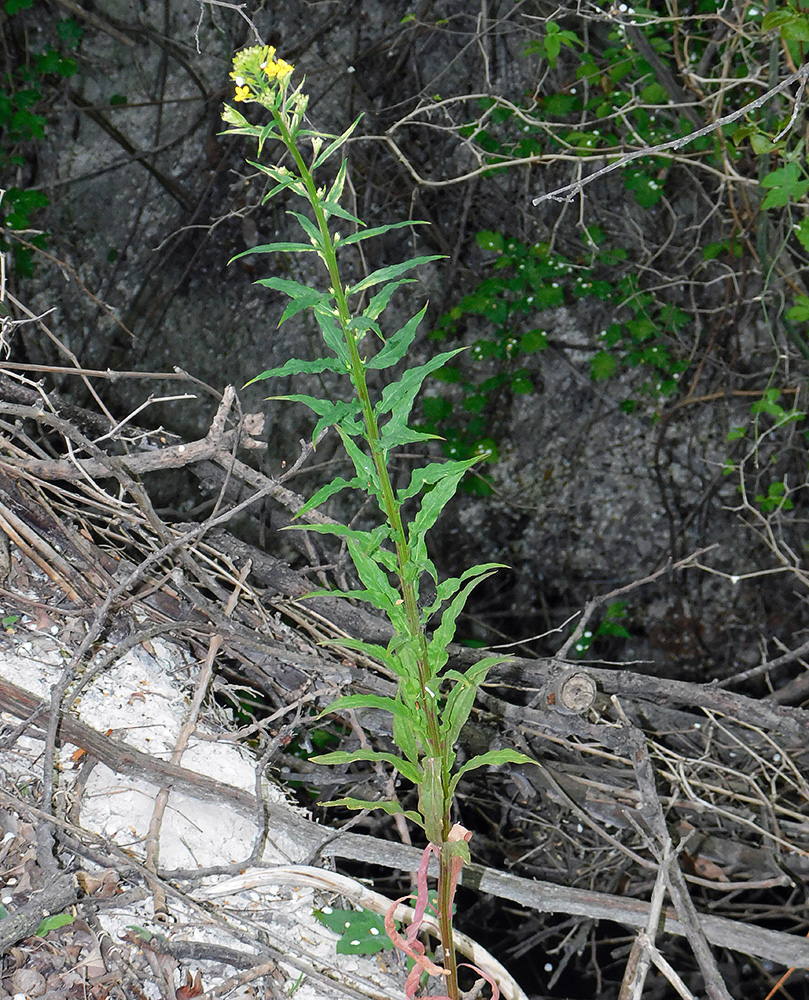 Image of Erysimum aureum specimen.