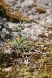 Capsella bursa-pastoris. Расцветающее растение. Ленинградская обл., Гатчинский р-н, окр. пос. Пудость, бетонная дамба через р. Ижора. 11.05.2020.