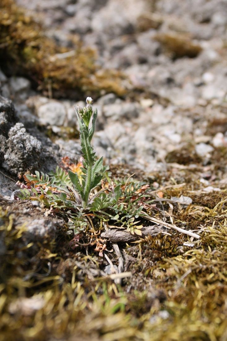 Image of Capsella bursa-pastoris specimen.