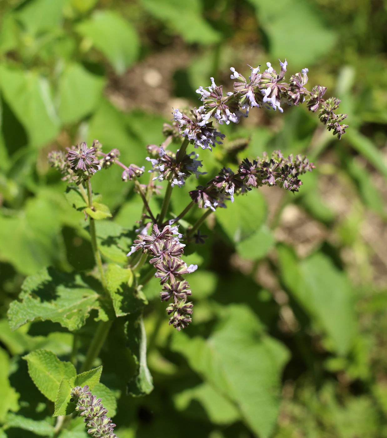 Изображение особи Salvia verticillata.