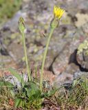 Scorzonera glabra