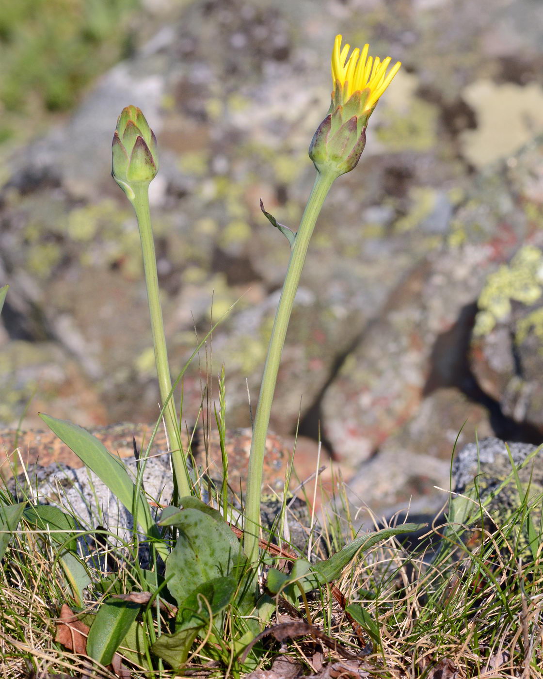 Изображение особи Scorzonera glabra.