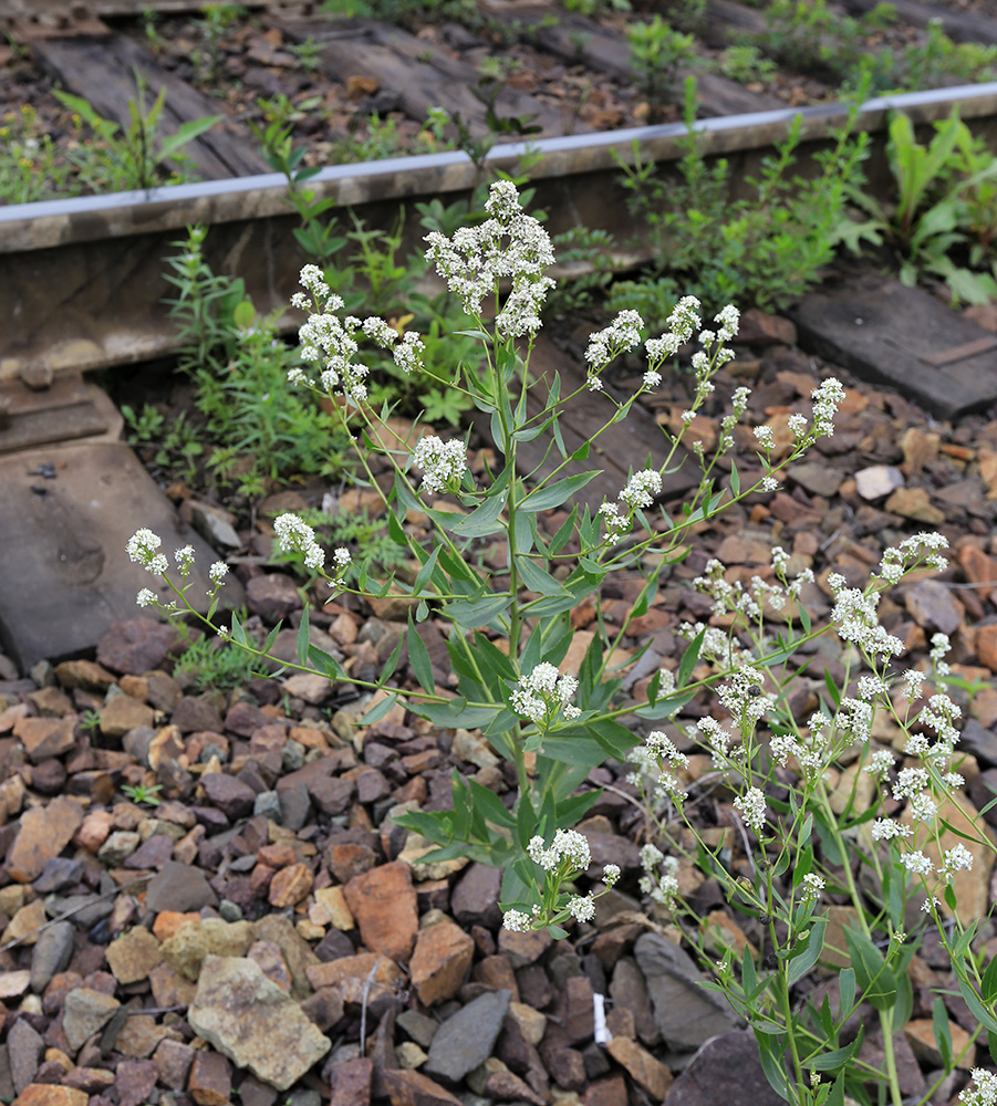 Image of Lepidium latifolium specimen.