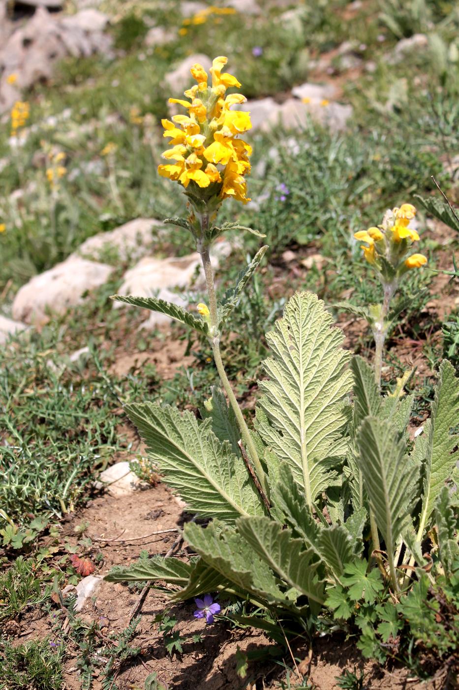 Изображение особи Phlomoides fulgens.