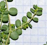 Euphorbia serpens. Часть веточки с плодами. Израиль, Нижняя Галилея, г. Верхний Назарет, цветник во дворе дома. 08.08.2020.