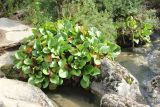 Bergenia crassifolia