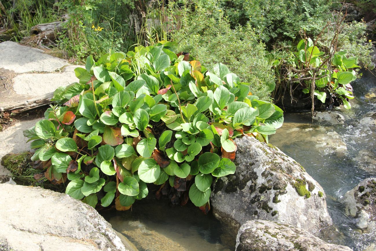 Изображение особи Bergenia crassifolia.