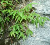 Oplismenus undulatifolius. Вегетирующее растение. Краснодарский край, городской округ Сочи, мкр-н Хоста, восточный склон горы Ахун, реликтовая тисо-самшитовая роща, в трещине скалы. Июль 2020 г.