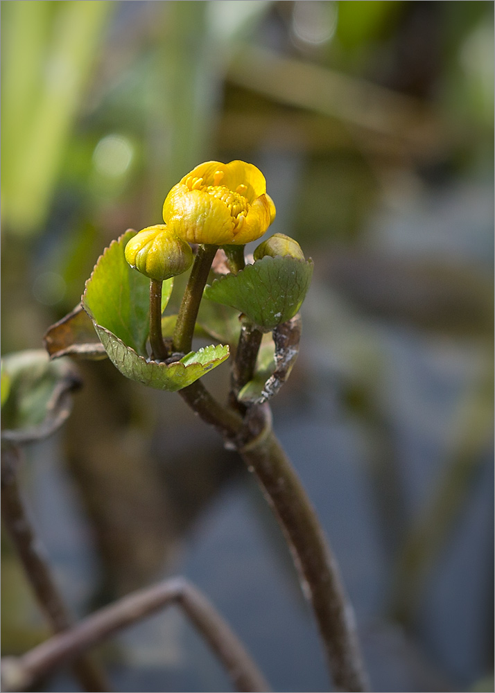 Изображение особи Caltha palustris.