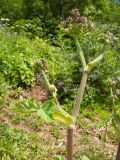 Heracleum scabrum