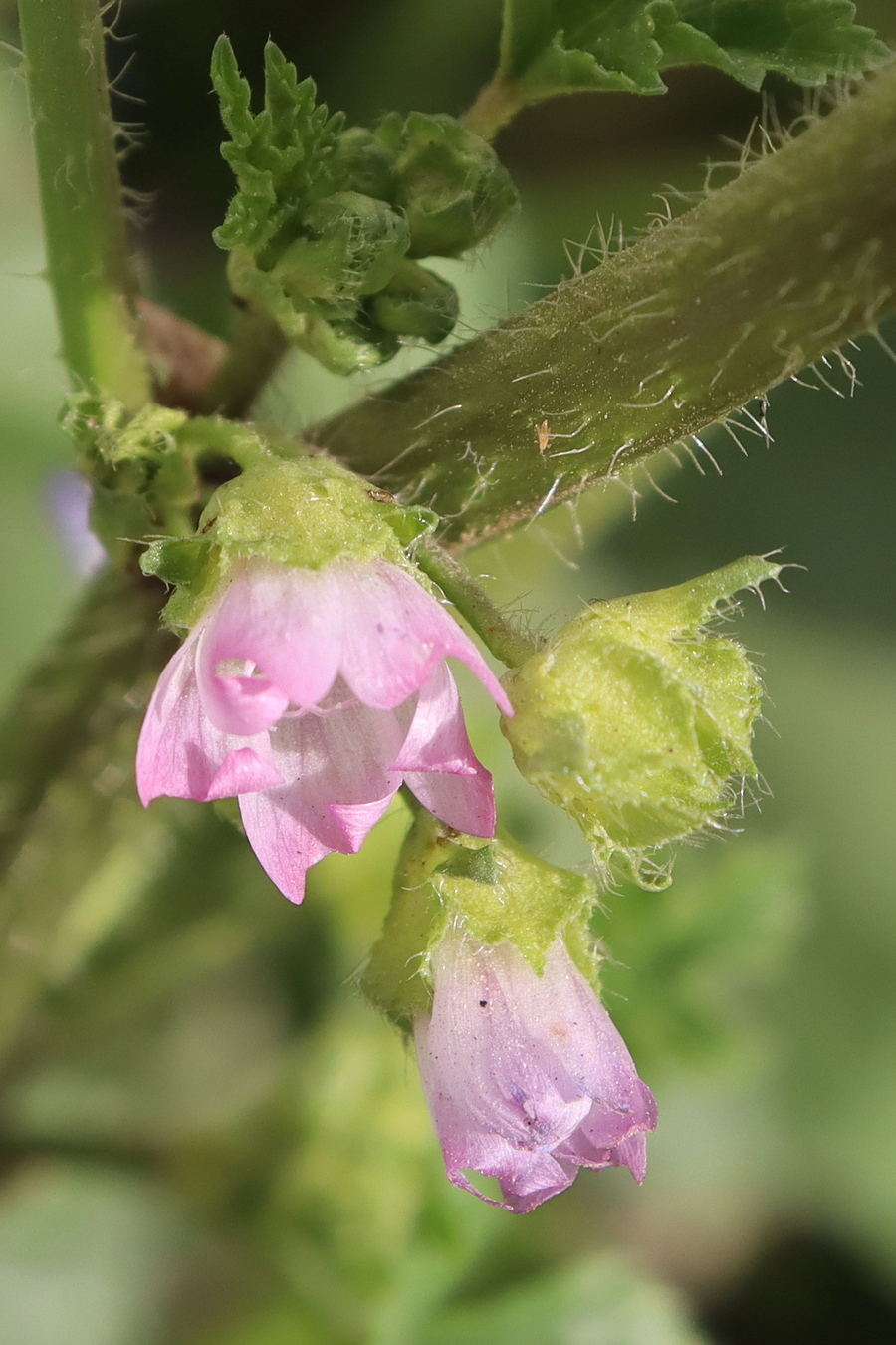 Изображение особи Malva nicaeensis.