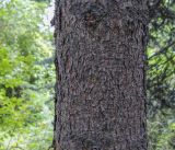 Picea pungens f. glauca