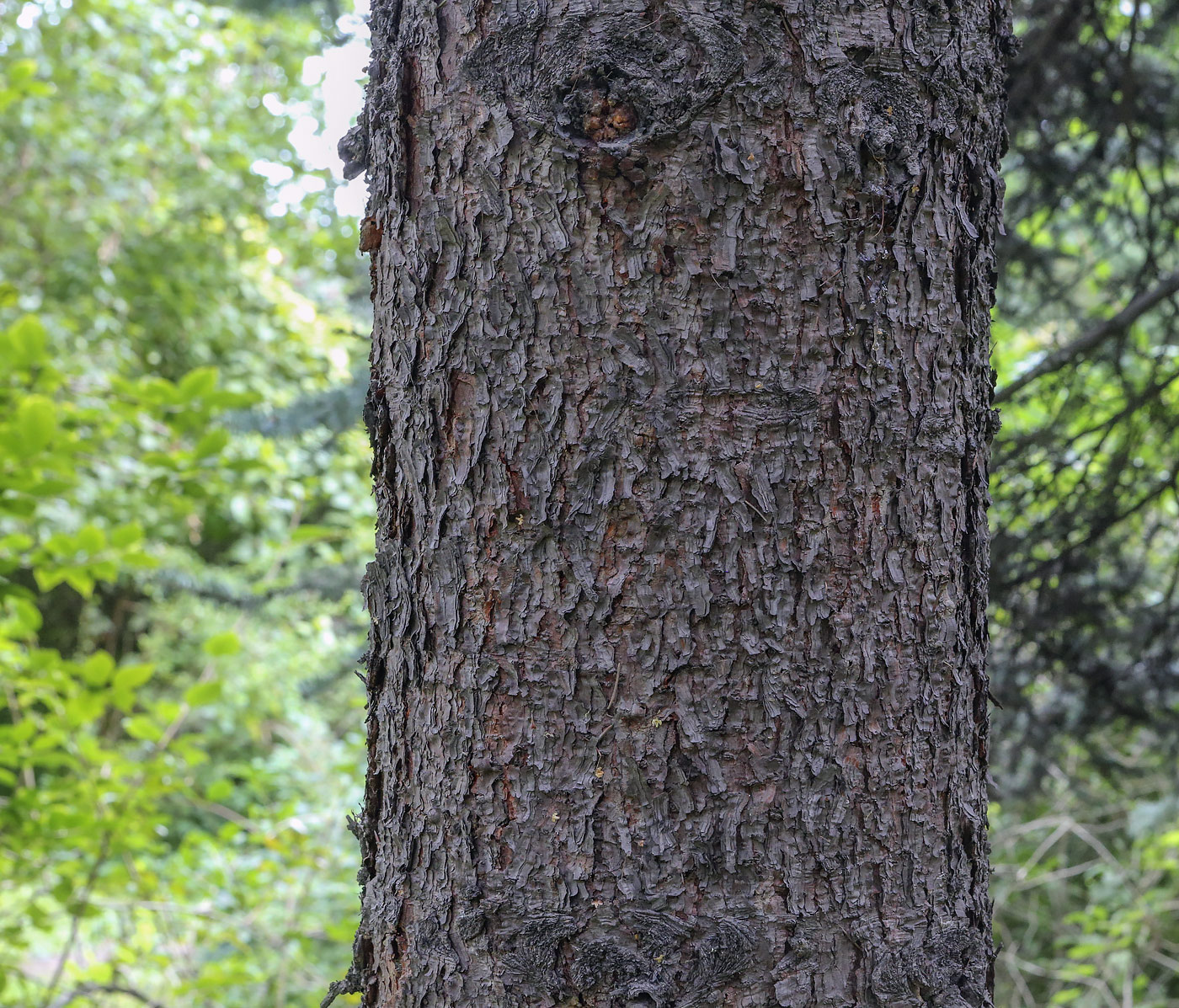 Image of Picea pungens f. glauca specimen.