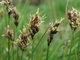 род Carex