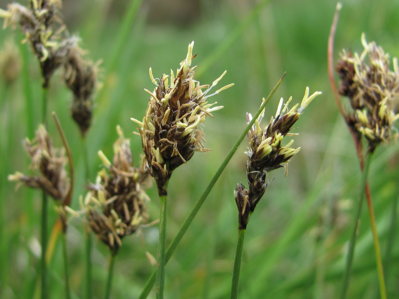 Image of genus Carex specimen.