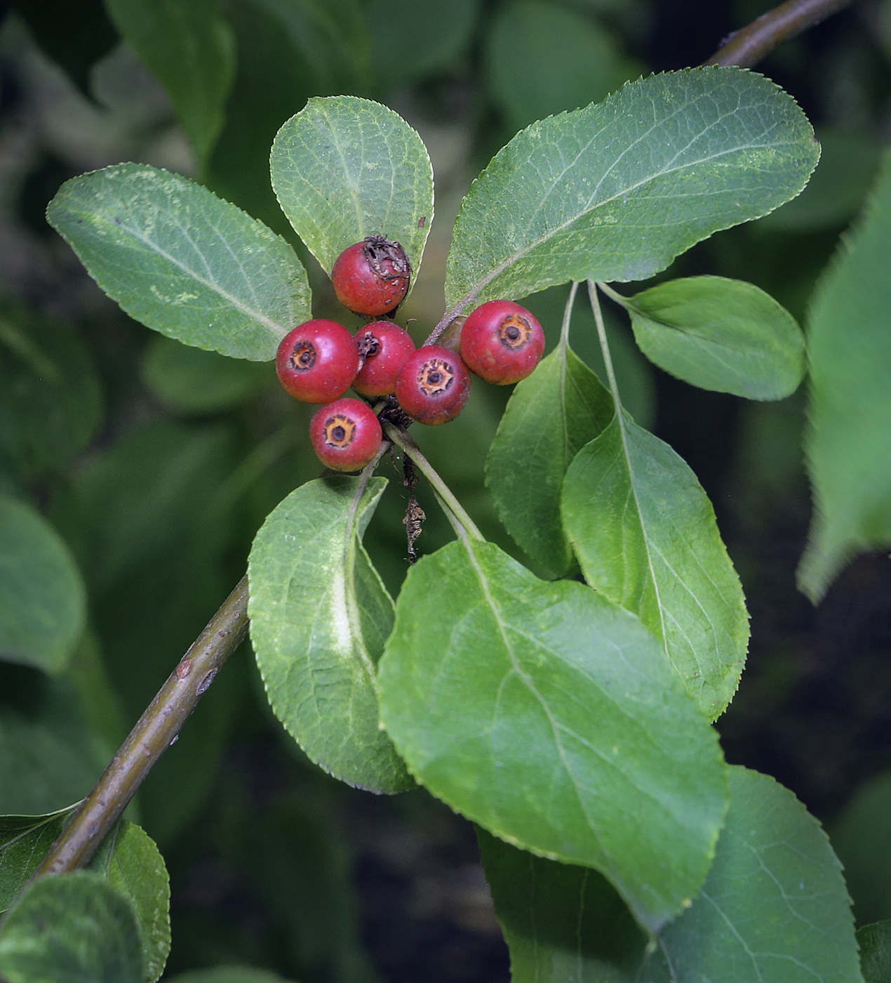 Изображение особи род Malus.