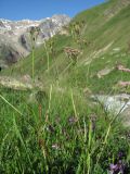 Chaerophyllum roseum. Верхушка цветущего и плодоносящего растения. Кабардино-Балкария, Эльбрусский р-н, долина р. Ирикчат, ок. 2650 м н.у.м., субальпийский луг. 07.07.2020.