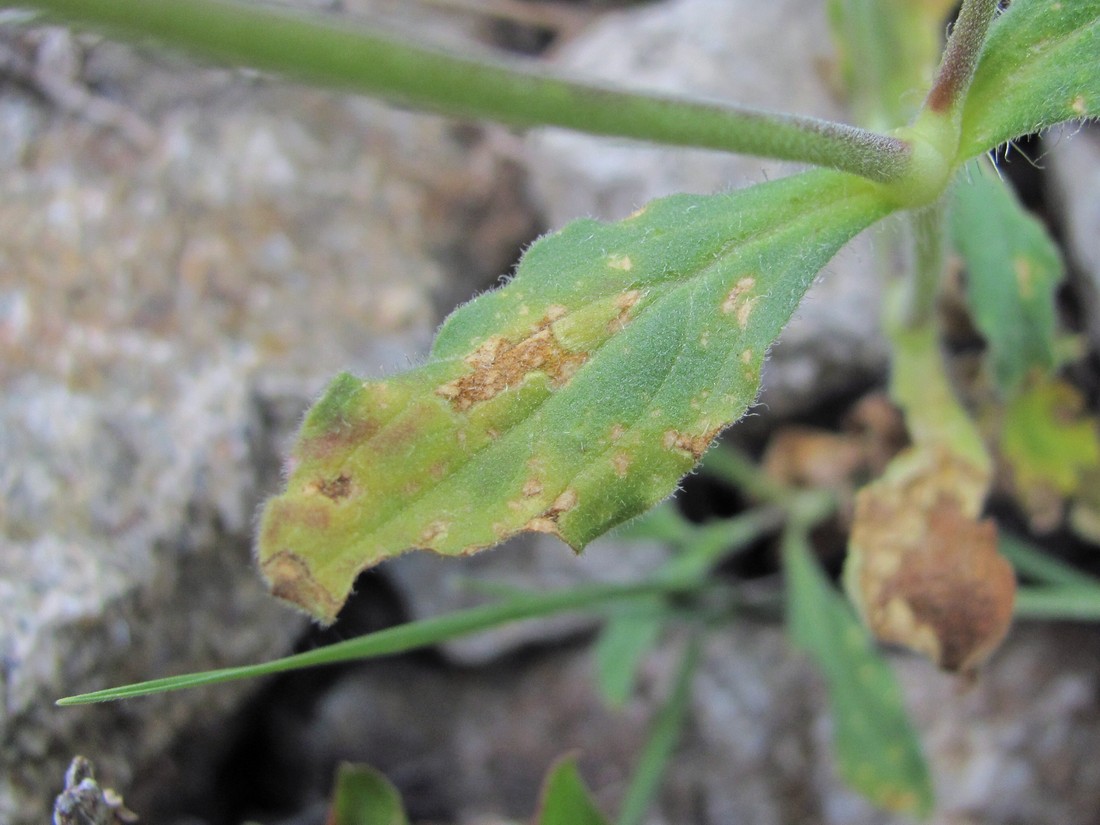 Image of Melandrium latifolium specimen.