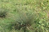 Juncus inflexus