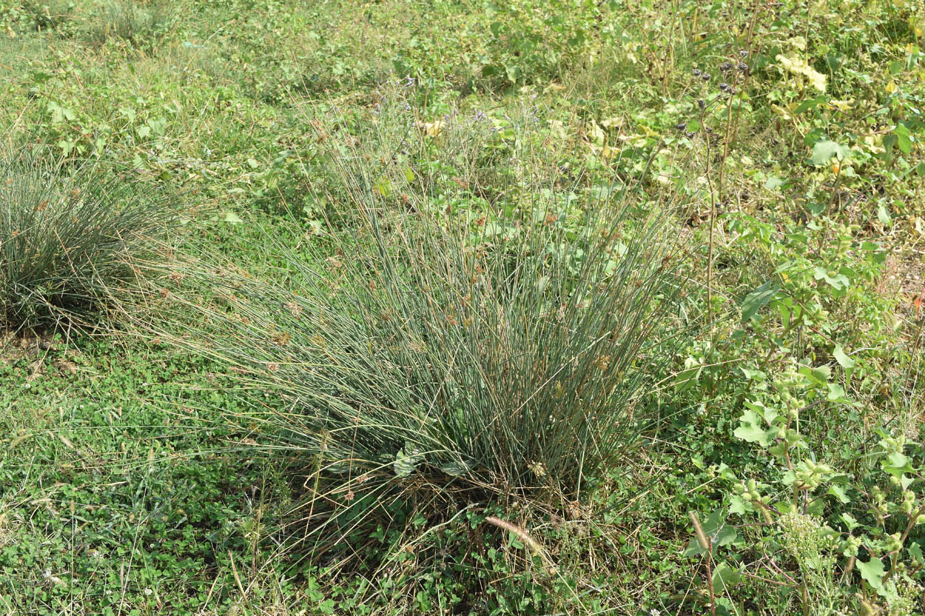 Изображение особи Juncus inflexus.