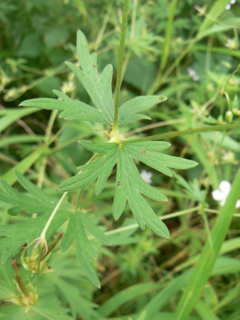 Изображение особи Geranium wlassovianum.