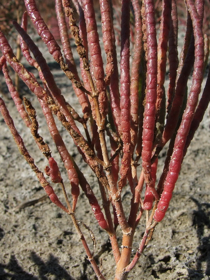 Изображение особи Salicornia borysthenica.