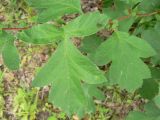 Crataegus pinnatifida
