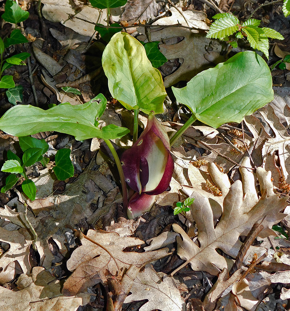 Изображение особи Arum elongatum.