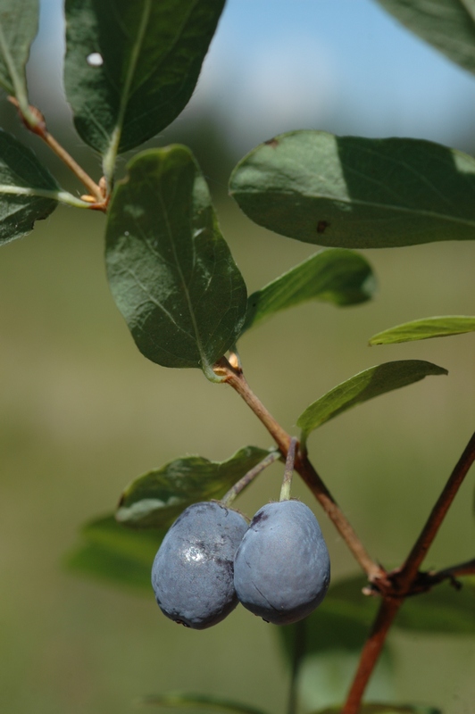 Изображение особи Lonicera altaica.