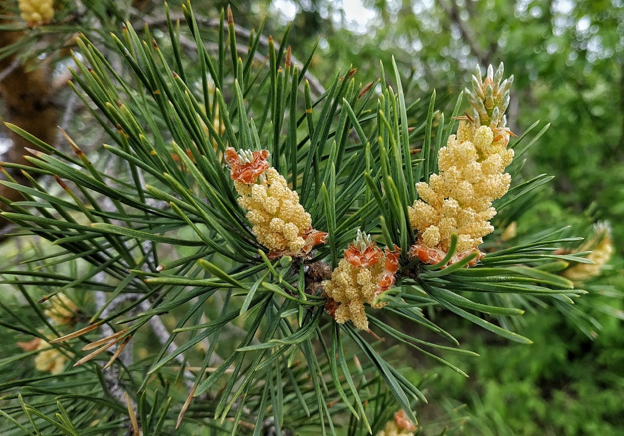 Изображение особи Pinus sylvestris.