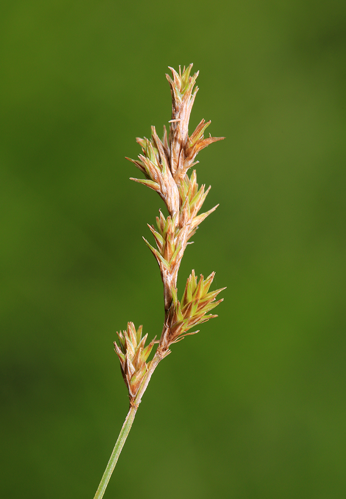 Изображение особи Carex diplasiocarpa.