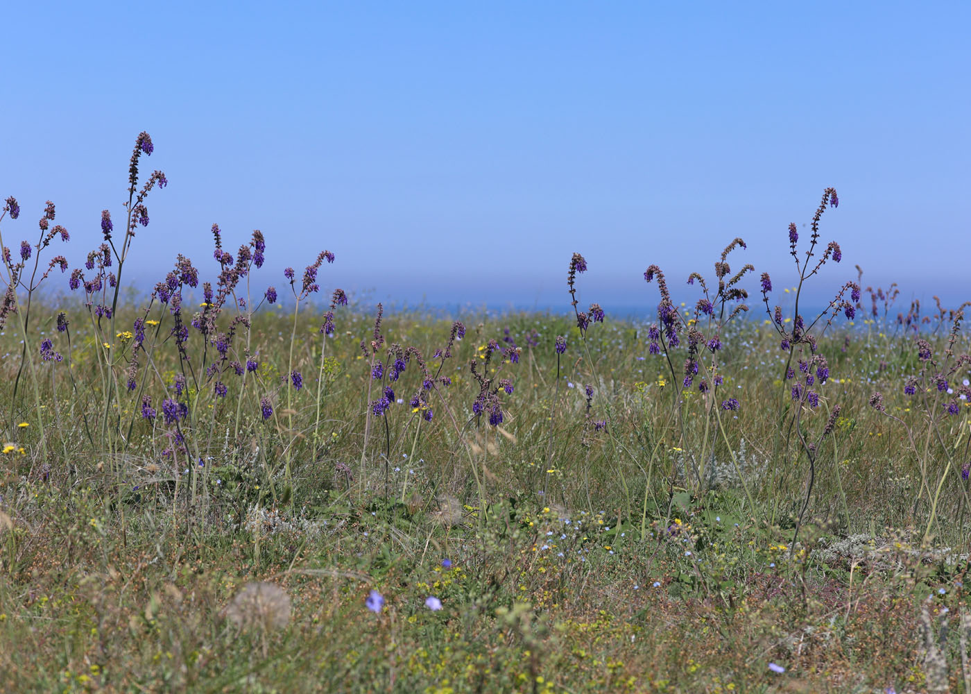 Изображение особи Salvia nutans.