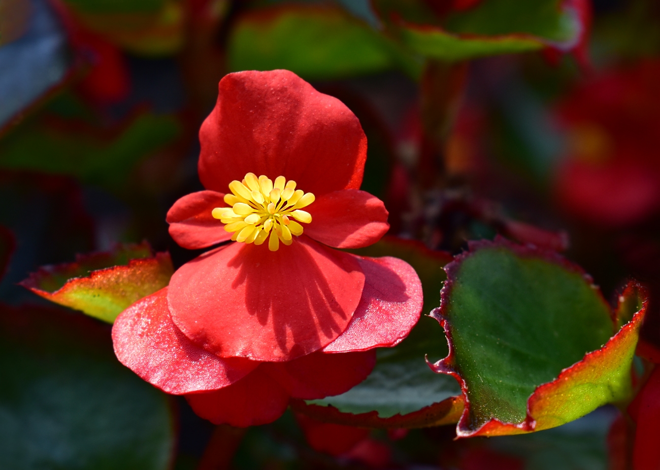 Image of genus Begonia specimen.