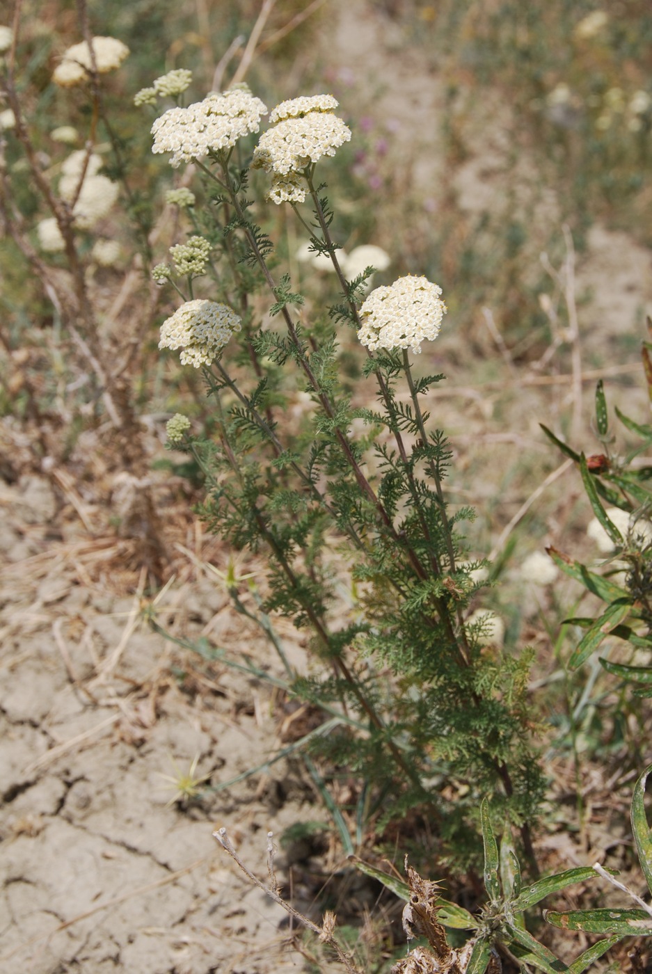 Image of Achillea nobilis specimen.