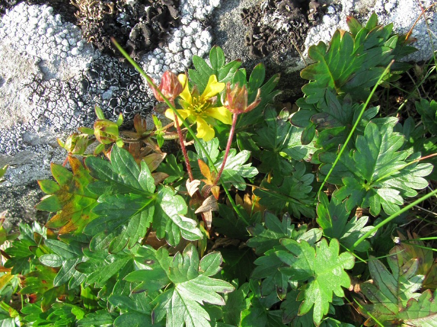 Image of Potentilla gelida ssp. boreo-asiatica specimen.