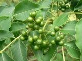 Phellodendron amurense