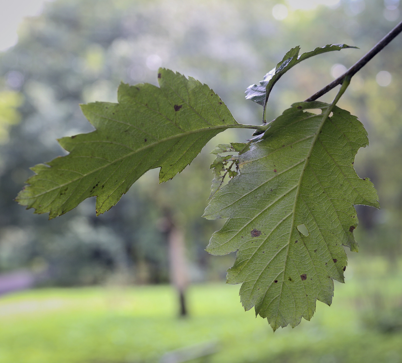 Image of Sorbus intermedia specimen.