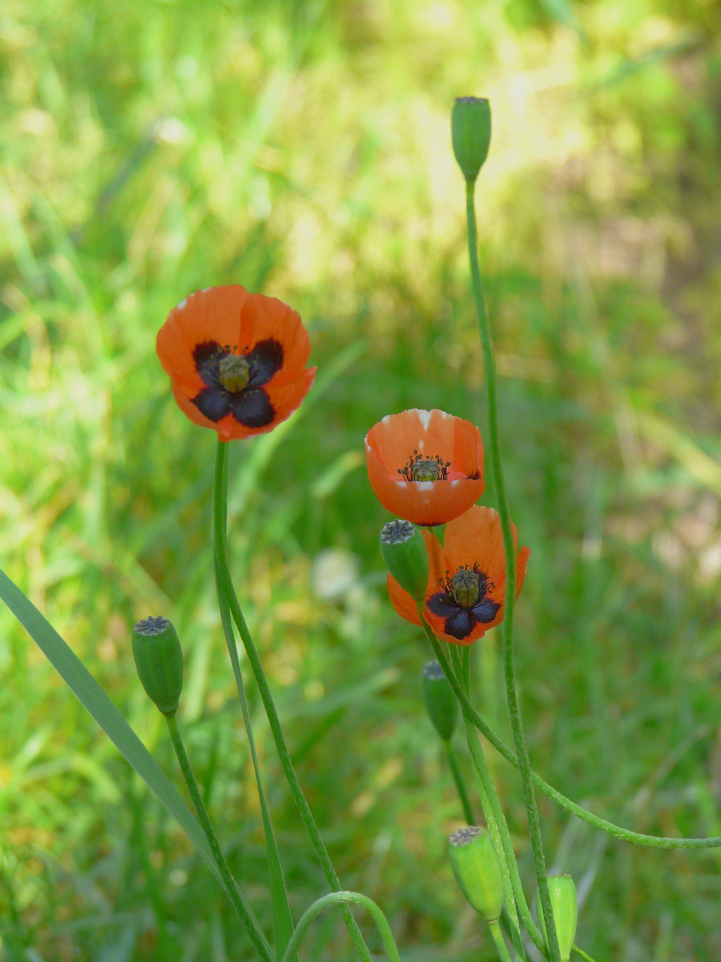 Image of Papaver stevenianum specimen.