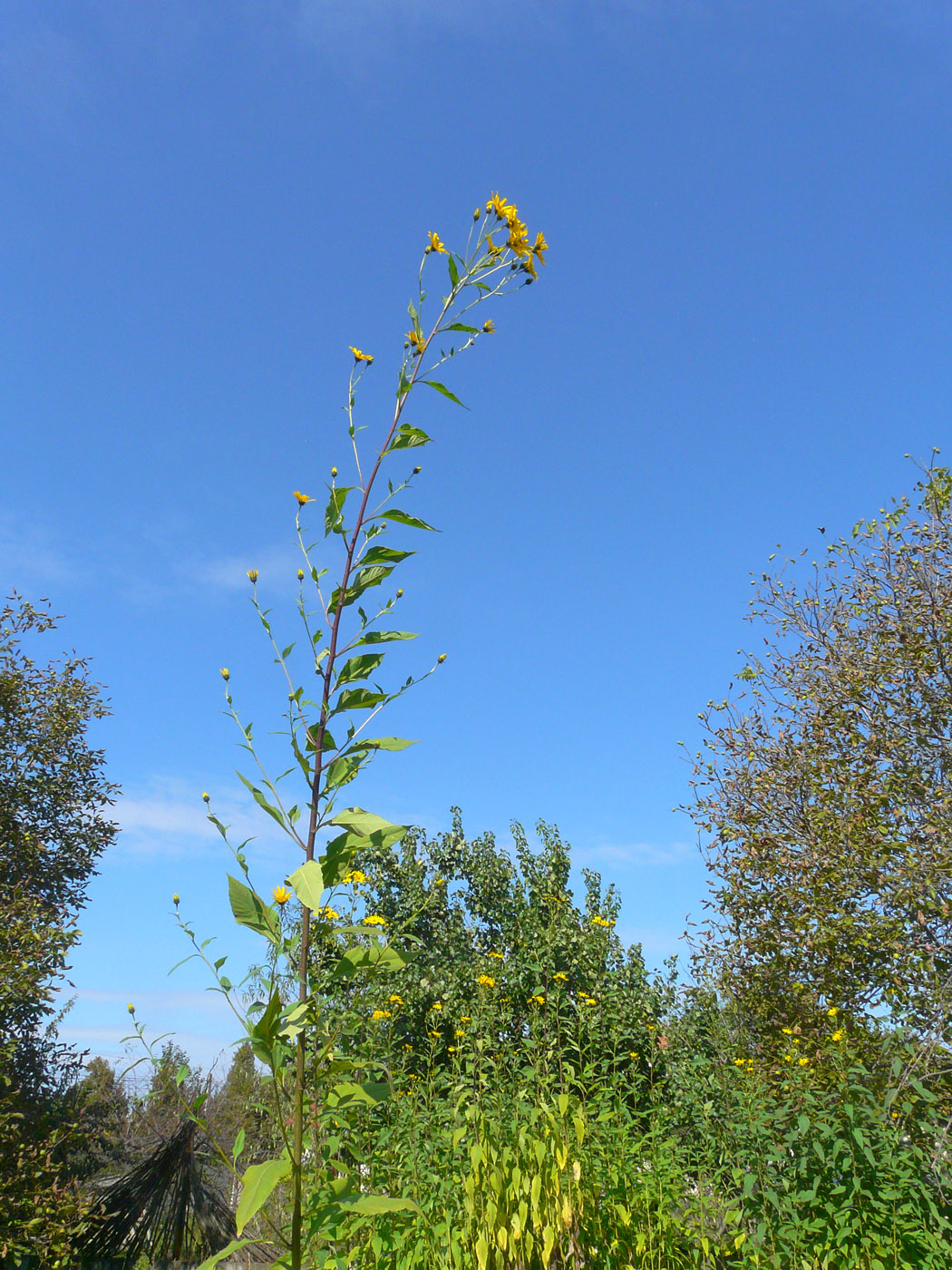 Изображение особи Helianthus tuberosus.