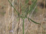 Cephalaria transsylvanica