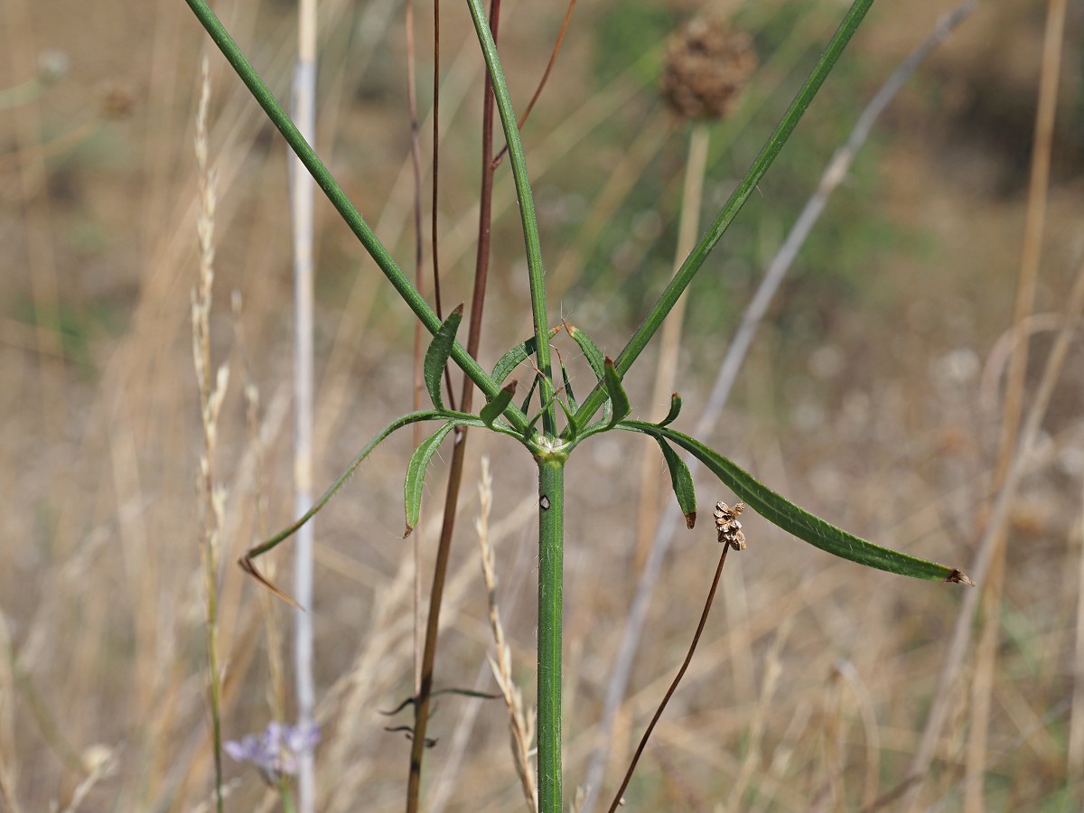 Image of Cephalaria transsylvanica specimen.