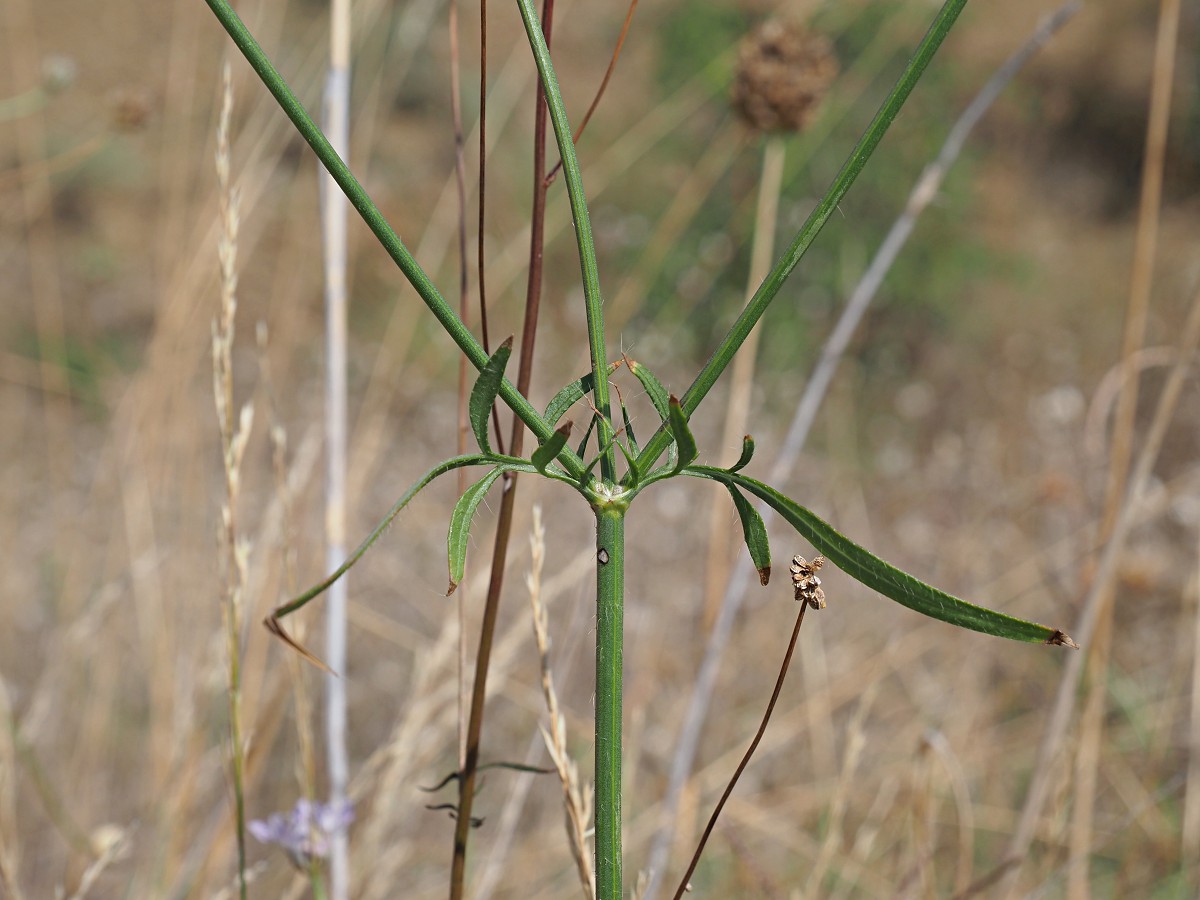 Изображение особи Cephalaria transsylvanica.