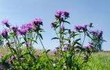 Centaurea pseudophrygia