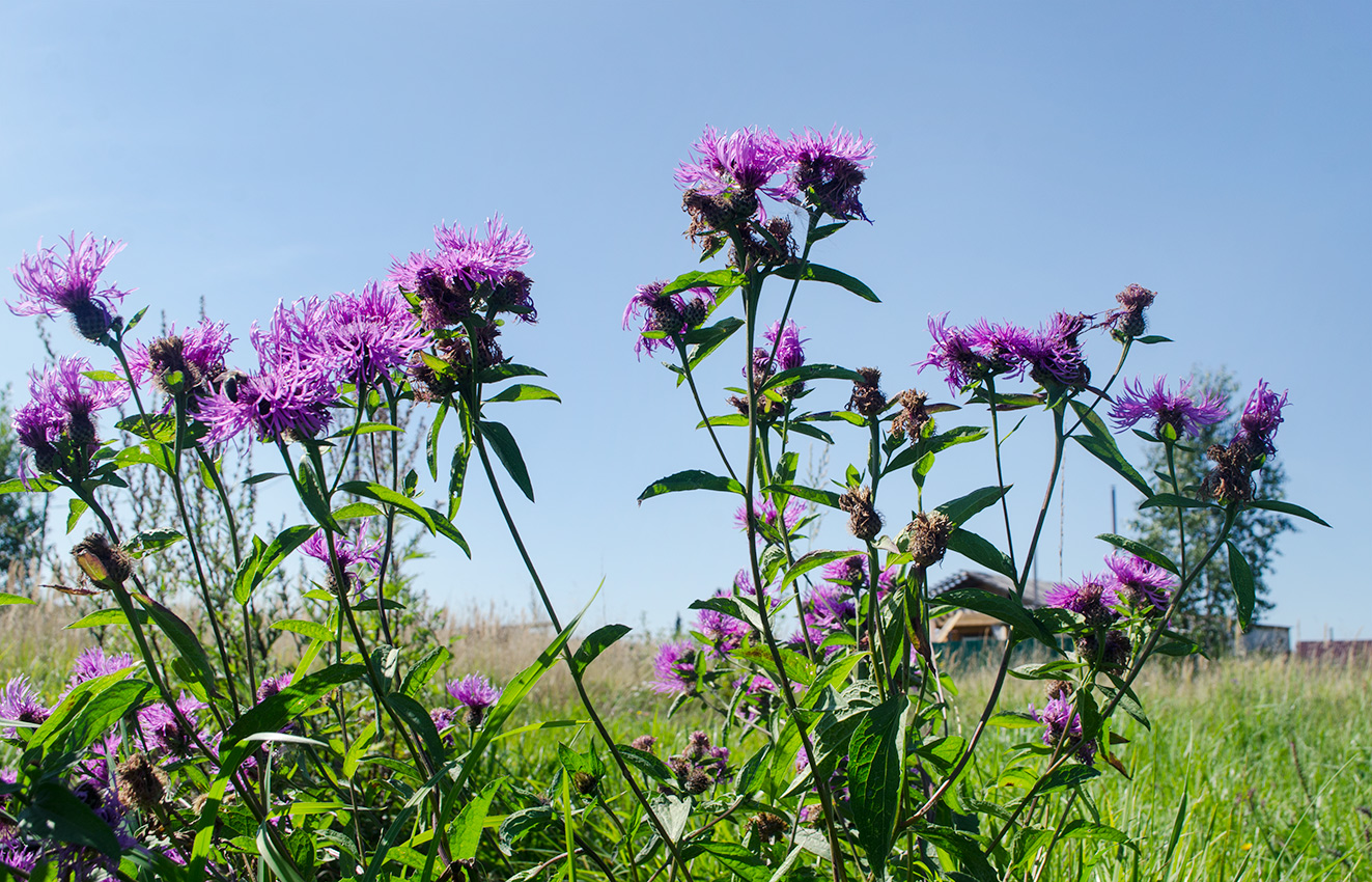 Изображение особи Centaurea pseudophrygia.