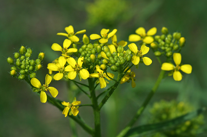 Image of Bunias orientalis specimen.