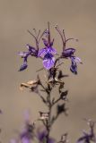 Teucrium orientale
